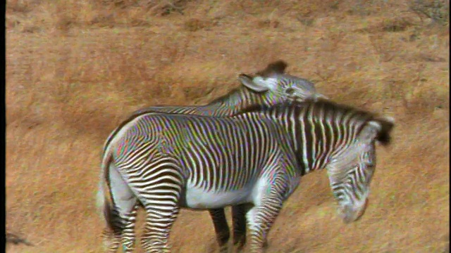两只斑马在草地/非洲玩耍+打斗视频素材