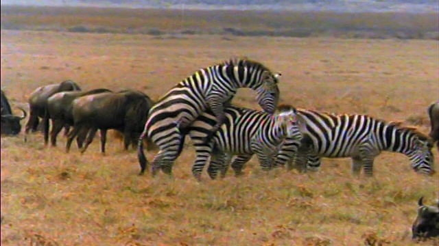 两只斑马在非洲斑马和牛羚附近的平原上交配视频素材