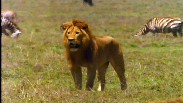 第二只雄狮在草原上行走/背景是斑马/非洲视频素材