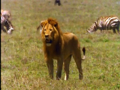 慢镜头雄性狮子在平原上行走/倾斜向下PAN近距离第二雄性狮子行走/斑马在背景/非洲视频素材