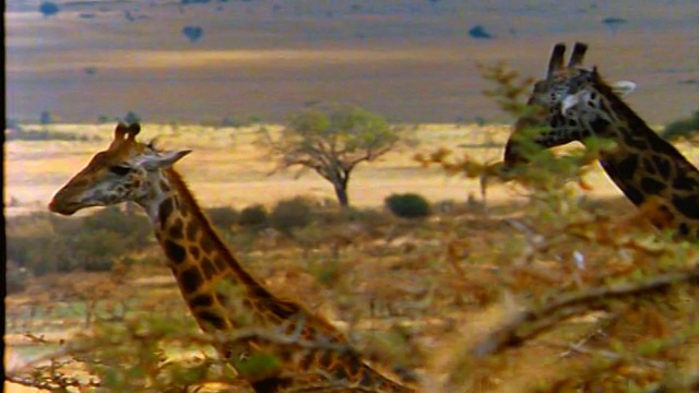 远景斑马群在平原上吃草/ PAN缩小到长颈鹿在前景/非洲视频素材