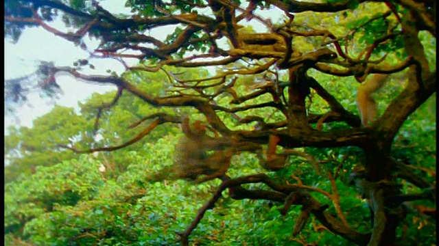 在树枝边缘摇晃的猴子+跑上树/其他猴子在背景/波多黎各圣地亚哥视频素材