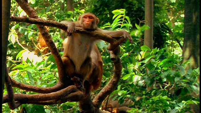 猴子的下巴搁在树枝上/ 2只小猴子在远处玩耍/波多黎各圣地亚哥视频素材