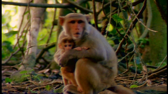 丛林里的猴子妈妈抱着小猴子+吹口哨/波多黎各圣地亚哥视频素材