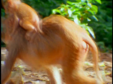波多黎各圣地亚哥，成年猴子抱着小猴子穿过森林视频素材