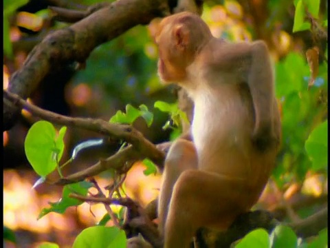 波多黎各圣地亚哥，一只猴子坐在树上抓挠后背视频素材