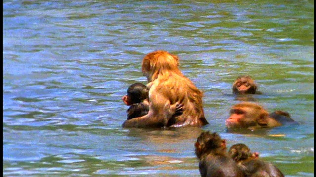 成年猴子抱着小猴子在河中，其他猴子在他们周围游泳/缩小结束/波多黎各圣地亚哥视频素材