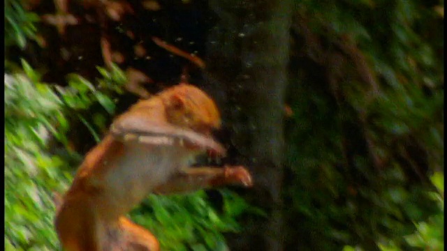 慢镜头近景倾斜下的小猴子跳进森林的泥泞的水/卡约圣地亚哥，波多黎各视频素材
