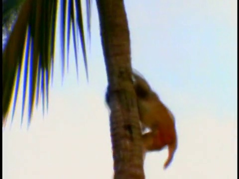 倾斜下来的小猴子快速爬下棕榈树树干/波多黎各圣地牙哥视频素材