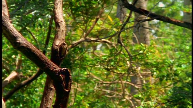 慢镜头猴子从树干上跳下来/波多黎各圣地亚哥视频素材