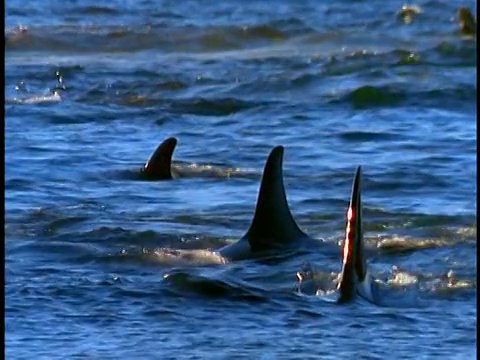一群虎鲸的背鳍在蓝水中移动/一喷水视频素材