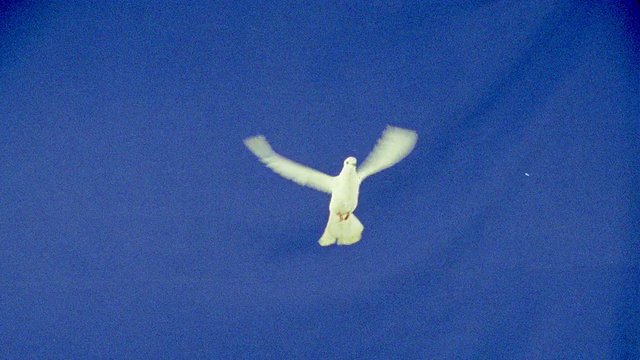 慢动作色度键白鸽飞向相机/蓝色背景视频素材