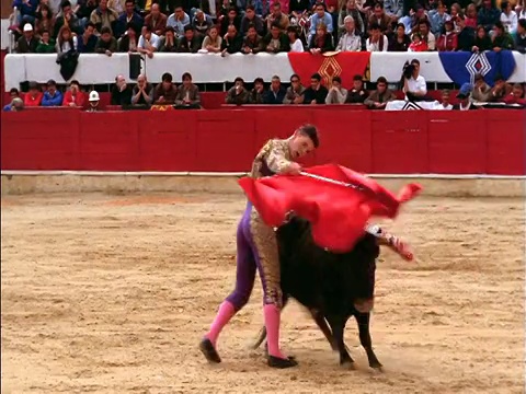 在脖子上带着标枪的公牛冲向+绕着斗牛士红色斗篷/波哥大，哥伦比亚视频素材