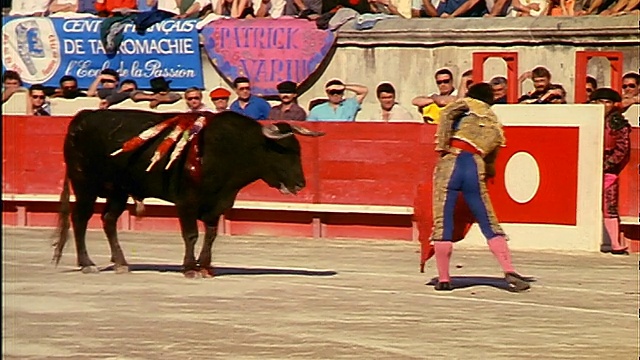 斗牛士使用红色斗篷来嘲弄在脖子上/观众背景与火枪攻击血腥的公牛视频素材