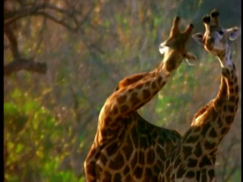 一对长颈鹿用头互相推挤视频素材