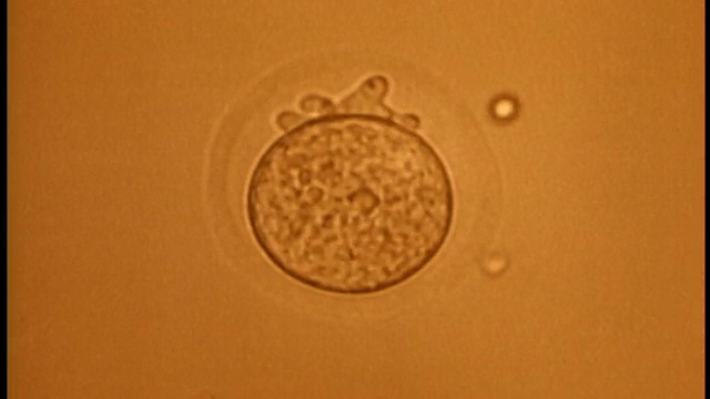 显微近受精卵在橙色环境/胚胎第一阶段进行有丝分裂视频下载