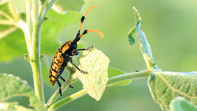 甲虫在行动视频素材