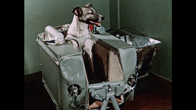 莱卡狗被送入人造卫星2号宇宙飞船视频素材