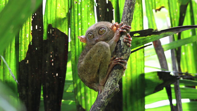 菲律宾眼镜猴睁大了眼睛。视频素材