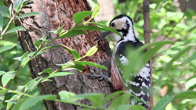 啄木鸟从枯枝中啄食幼虫。视频下载