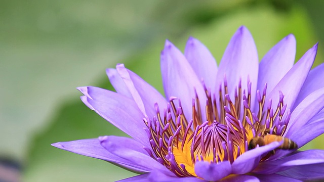 蜜蜂在紫罗兰睡莲上工作视频下载