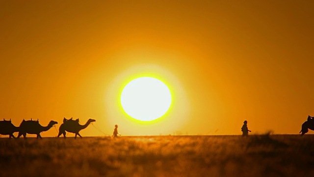 MS Camel train步行穿过日落/ Boulia，昆士兰，澳大利亚视频下载