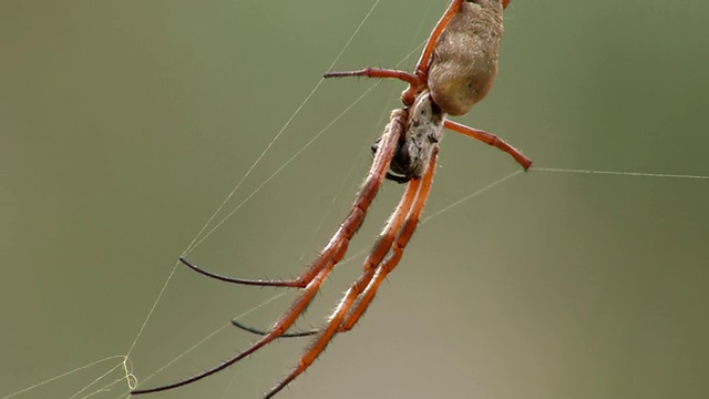 CU蜘蛛网蜘蛛/澳大利亚新南威尔士州Mutawintji国家公园视频素材