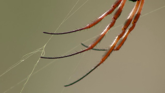 ECU蜘蛛网上的蜘蛛腿/ Mutawintji国家公园，新南威尔士州，澳大利亚视频素材