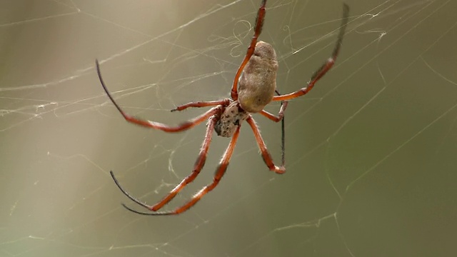 蜘蛛在网上行走/澳大利亚新南威尔士州穆塔温吉国家公园视频素材
