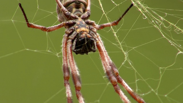 ECU TU网络蜘蛛/ Mutawintji国家公园，新南威尔士，澳大利亚视频素材
