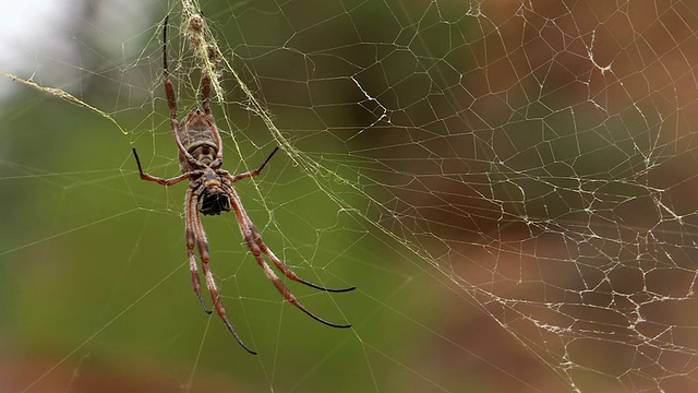 CU蜘蛛网蜘蛛/澳大利亚新南威尔士州Mutawintji国家公园视频素材