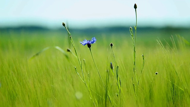 在德国莱茵兰-普法尔茨伊尔希的大麦田，矢车菊(Centaurea cyanus)在微风中移动视频下载