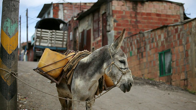 在哥伦比亚波哥大的Ciudad Bolivar贫民窟，驴子拿着临时的马鞍袋站在那里视频下载