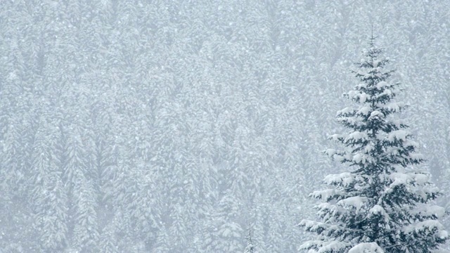 雪覆盖松木，可循环视频素材