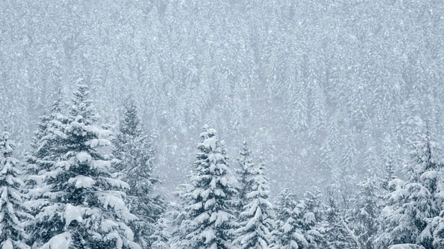 美丽的松树下的雪，循环视频素材