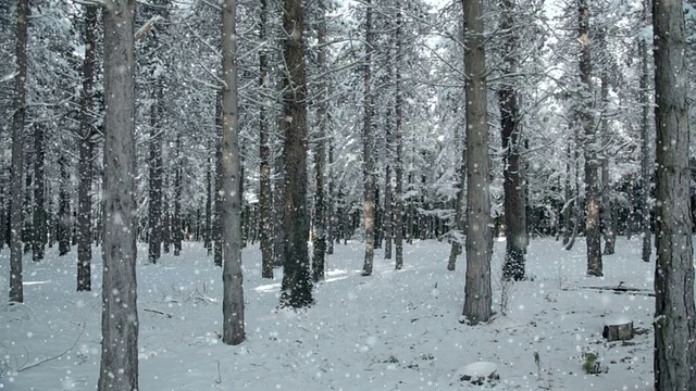森林降雪，可循环使用视频素材