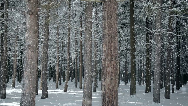被雪覆盖的森林视频素材
