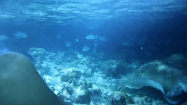 夜间珊瑚礁的秘密视频下载