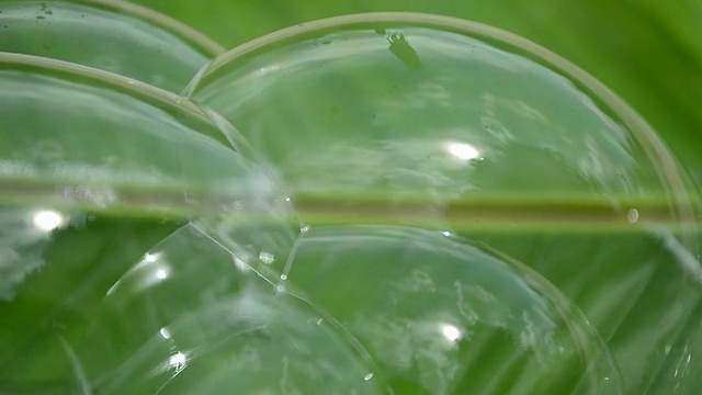 绿色叶子上的气泡。全高清视频视频下载