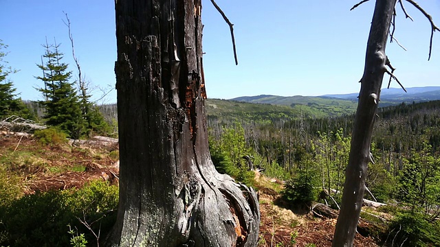 受损森林中枯死的树干视频素材