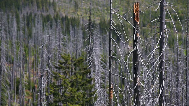 受损森林中的死树视频素材