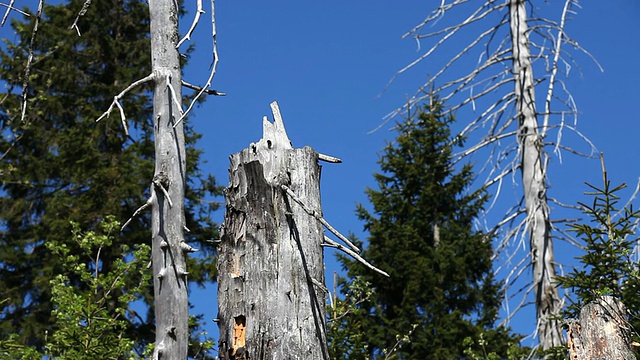 死树在针叶林摄影视频素材