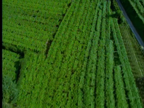 从空中飞机的视角俯瞰绿色的农田视频素材