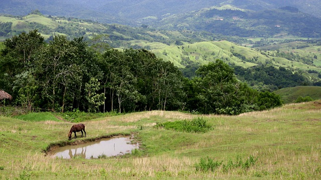 马在山腰的池塘边吃草，远处是田野和树林视频素材
