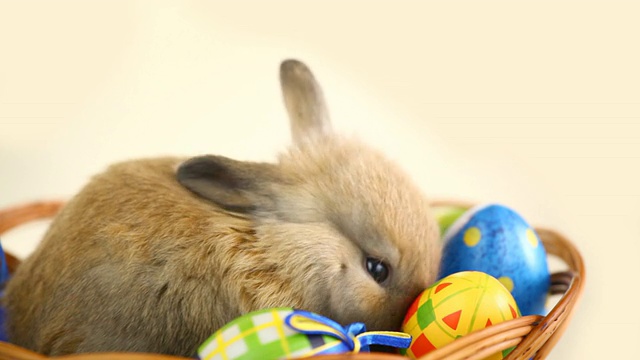 复活节兔子和彩蛋。视频下载