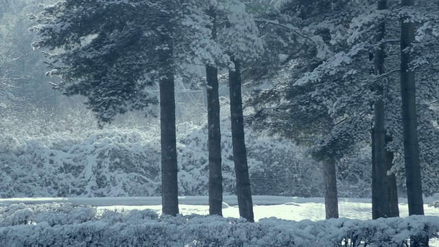 降雪覆盖森林视频素材