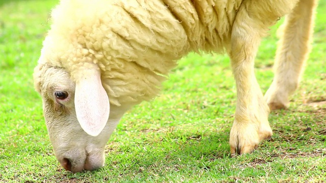羊吃草视频素材
