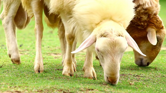 羊在田野里吃草视频素材