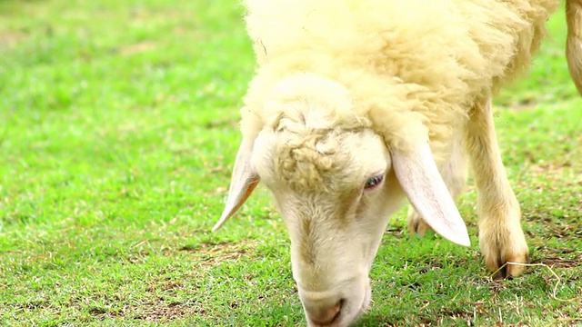 羊吃草视频素材