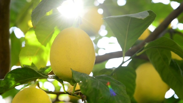 柠檬在树枝上视频下载